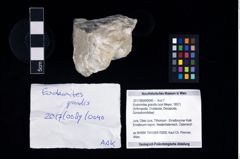 Foto (Objekt + Etikett) von Eodromites grandis (von Meyer, 1857)  (NHMW-GEO-2017-0089-0040)